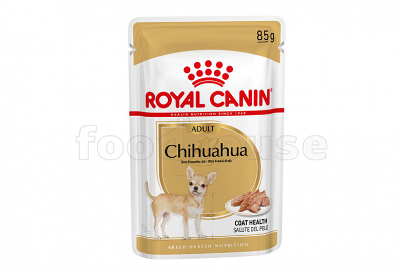 chihuahua digestive system